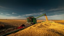 Projeções apontam retração de quase 15% na colheita do milho