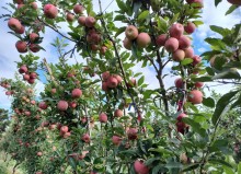 Cidade paranaense explora sistema inovador de manejo de macieiras