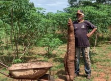 Agricultor do interior de SP viraliza com mandioca gigante de 1,60m