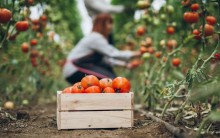 Embrapa desenvolve novas variedades de tomate