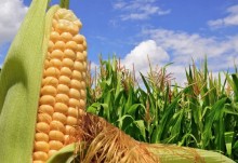 Pressão externa e oferta elevada reduz preços do milho