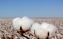 Preços domésticos do algodão em pluma iniciam mês em alta