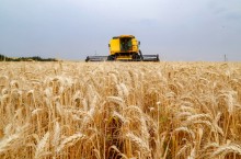 Produção mundial de trigo será menor neste ano, segundo estimativas