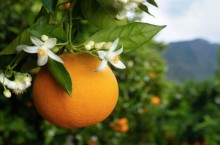 Após período de alta de preços, laranjais voltam a florir
