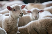 Brasil e Singapura assinam nova abertura de mercado para carne de ovinos