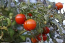 Temperaturas mais altas elevam oferta de tomates