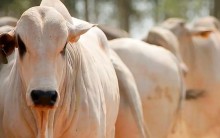 Produção de carne bovina subiu 18% no último trimestre de 2023