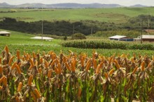 SC lança programa de fomento para insumos agropecuários