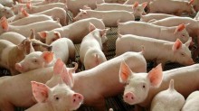 Carne suína tem forte queda em janeiro