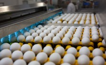 Exportações de ovos tem melhor resultado, desde agosto passado