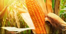 Preço do milho tem leve recuperação