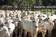 MT tem recorde de abate de bovinos