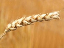 Apesar de queda na produção, preço do trigo permanece estável