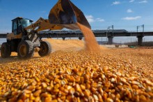 Volume exportado de milho recuou em janeiro