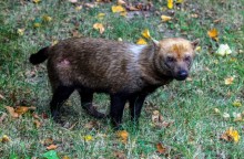 Animal ameaçado de extinção é flagrado em parque no Amapá