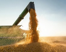 Chuvas intensas no Centro e Norte do país país podem atrasar colheita de soja