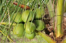 Política Nacional de incentivo à produção de coco avança no Congresso