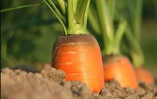Chuvas provocam aumentos de até 100% nas hortaliças e legumes