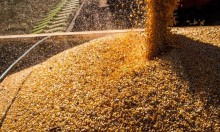 Cotação do milho despenca no mercado externo