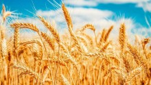 Queda de qualidade e de produtividade faz Brasil ampliar busca por trigo no exterior
