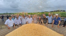 Colheita do milho é iniciada no RS
