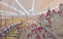 Novo sistema de certificação vai facilitar exportações de carne de aves para a UE