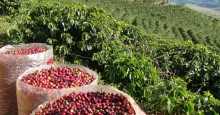 Estoque, incertezas climáticas e expectativa de safra desestabilizam cotação do café