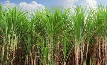 Cana de açúcar: Março começa com altas temperaturas nas áreas produtoras