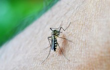 Dengue: casos em gestantes aumentam 345%