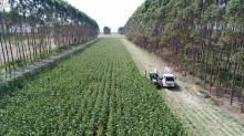 Brasil possui 28 milhões de hectares de pastagens degradadas com potencial para expansão agrícola