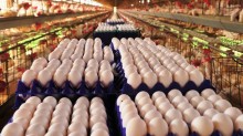 Preço do ovo sobe mais de 20%