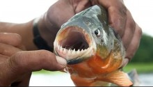 Banhistas são atacados por piranhas no interior de SP