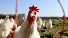 Chega ao fim missão japonesa de fiscalização de gripe aviária no Brasil