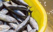 África do Sul vai importar pescados do Brasil