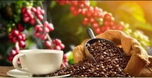 CNA incentiva pequenos produtores de café com prêmios especiais (Assista)