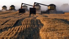 Com importações em alta, trigo nacional segue 'enfraquecido' no mercado doméstico