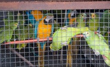 Polícia prende traficantes de animais silvestres no Rio
