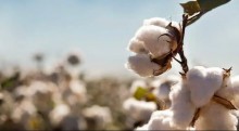 Cotação do algodão tem recuperação, mas  segue abaixo da paridade de exportação