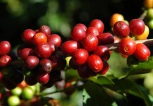 Com incertezas sobre colheita, preço do café arábica oscila