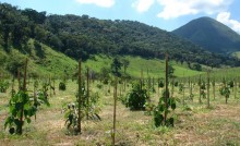 SP define regras para restauração ambiental em unidades de conservação