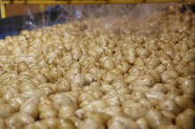 Paraná colhe mais de 392 mil toneladas de batata