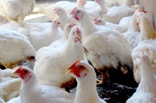 Exportações de frango ultrapassam 397 mil toneladas em fevereiro