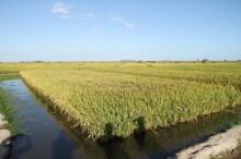 Desenvolvimento da safra de arroz irrigado avança no RS