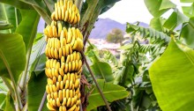 Oferta de banana deve ser baixa em março, segundo especialistas