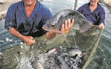 Volume de negócios colabora para estabilizar preço da Tilápia