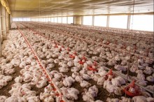 Queda de energia causa a morte de 25 mil frangos de um único produtor no PR