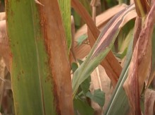 SC monitora milho contra pragas e doenças