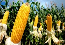 Negociações do milho seguem lentas, à espera de novas valorizações