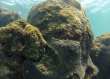 Fenômeno conhecido como 'branqueamento de corais' avança no Nordeste