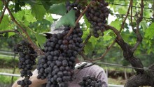 Cai a cotação da uva negra sem semente do Vale do São Francisco
